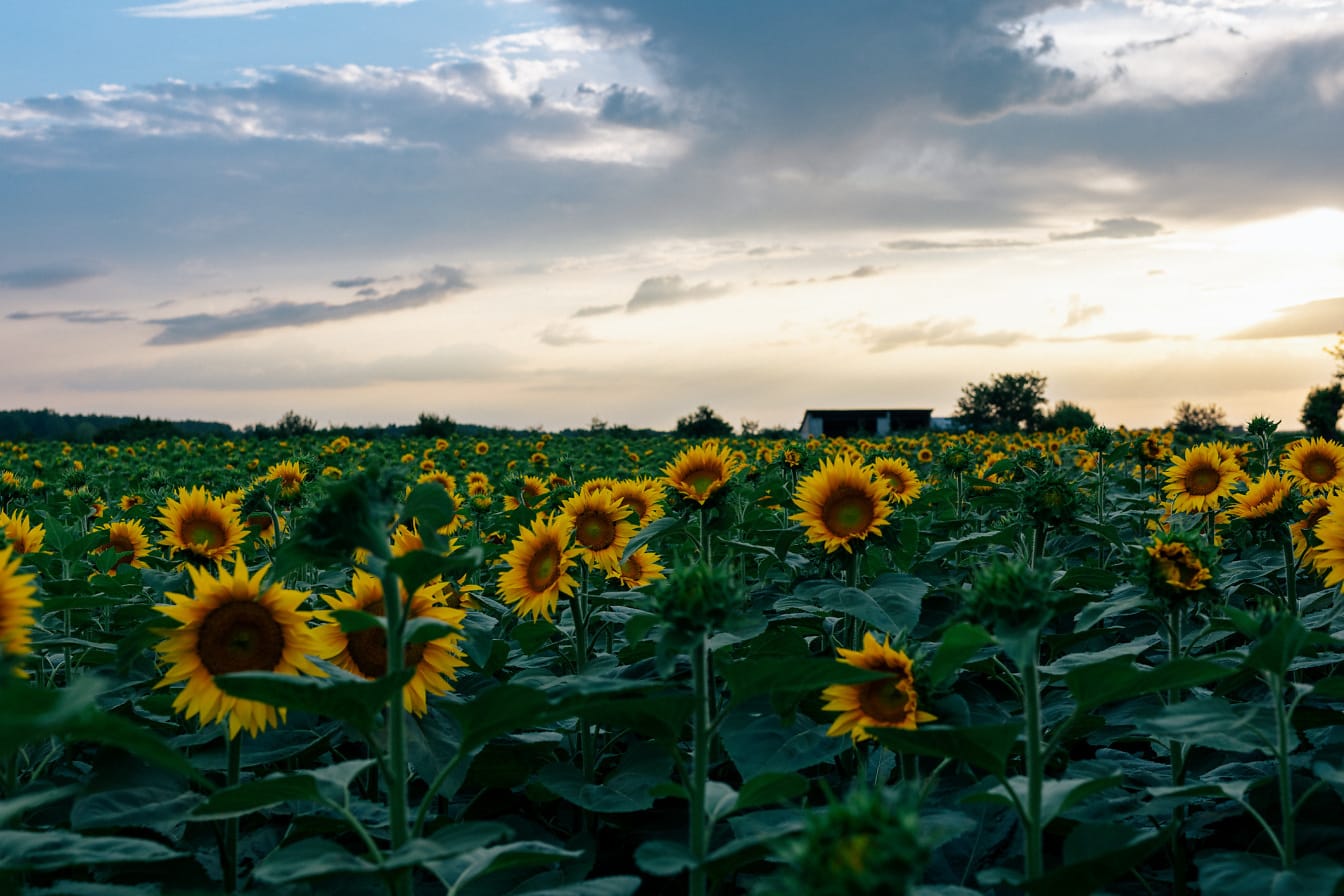 Slnečnice kvety na poľnohospodárskej poľnohospodárskej pôde za súmraku