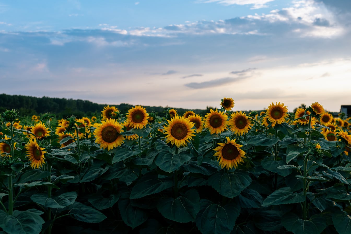 Produksi pertanian organik ladang datar bunga matahari