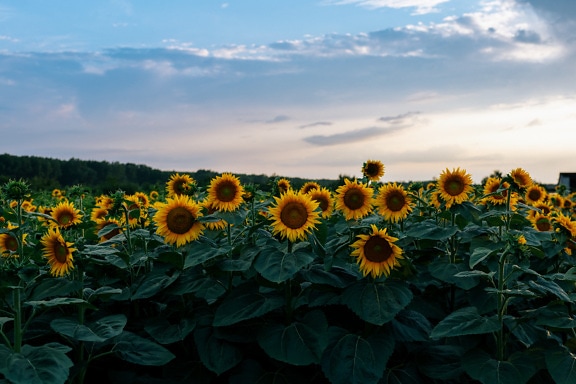 Sunflower flat field organic agricultural production