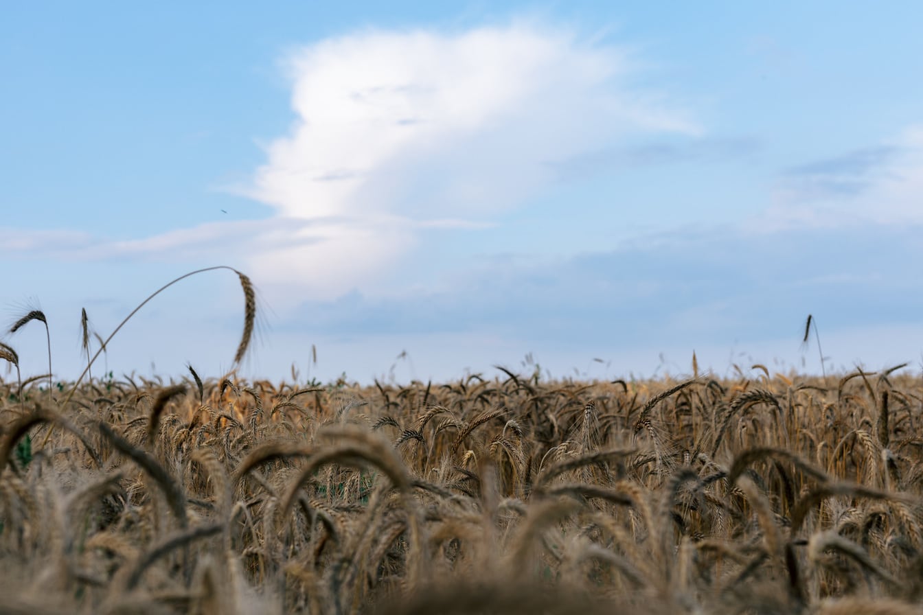 Žltohnedé pšeničné pole v letnej sezóne