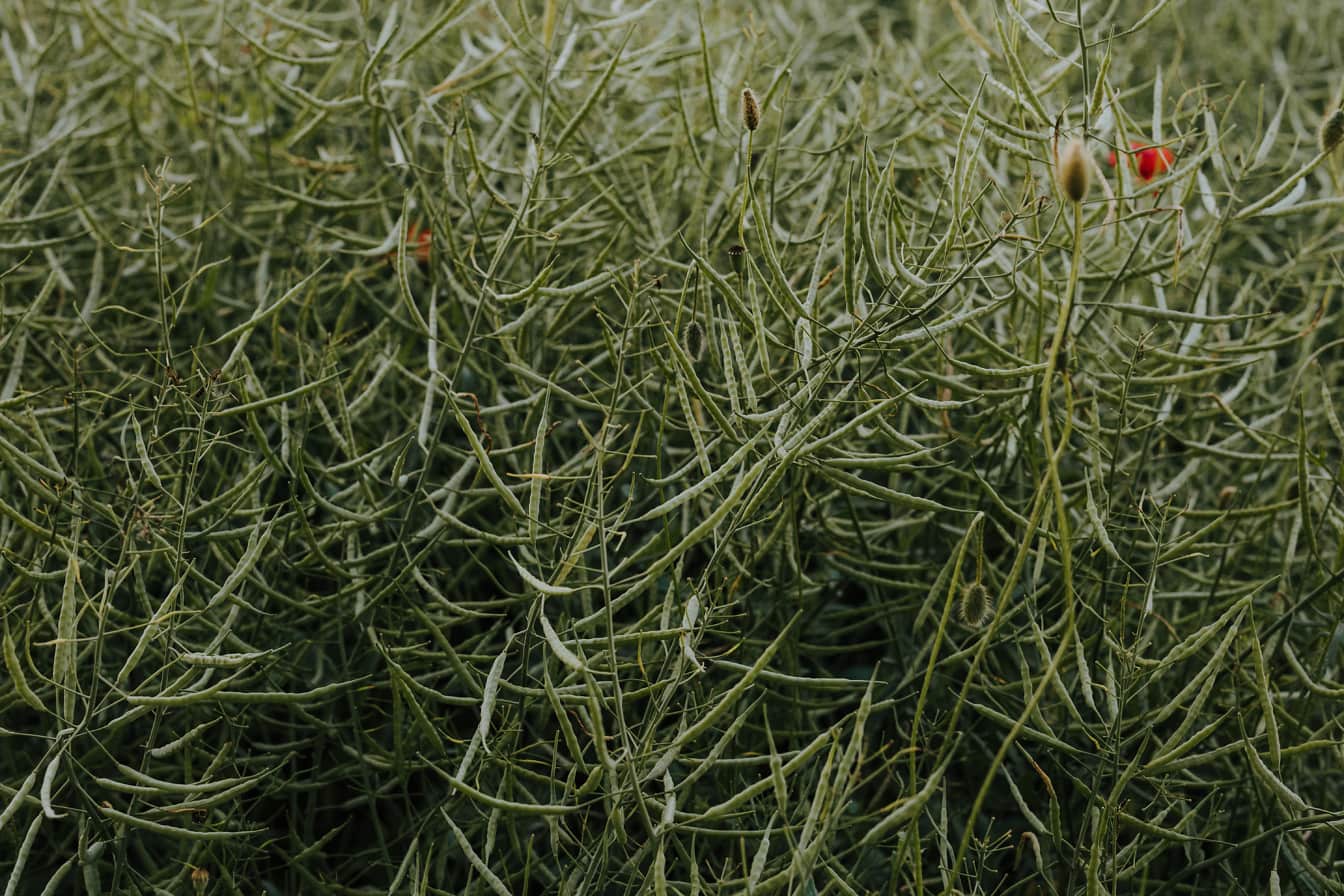 Polong biji rapeseed hijau organik di lahan pertanian
