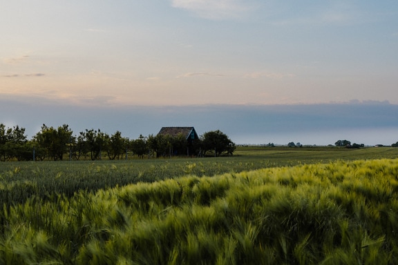 Rye green agricultural field with barn on farmland