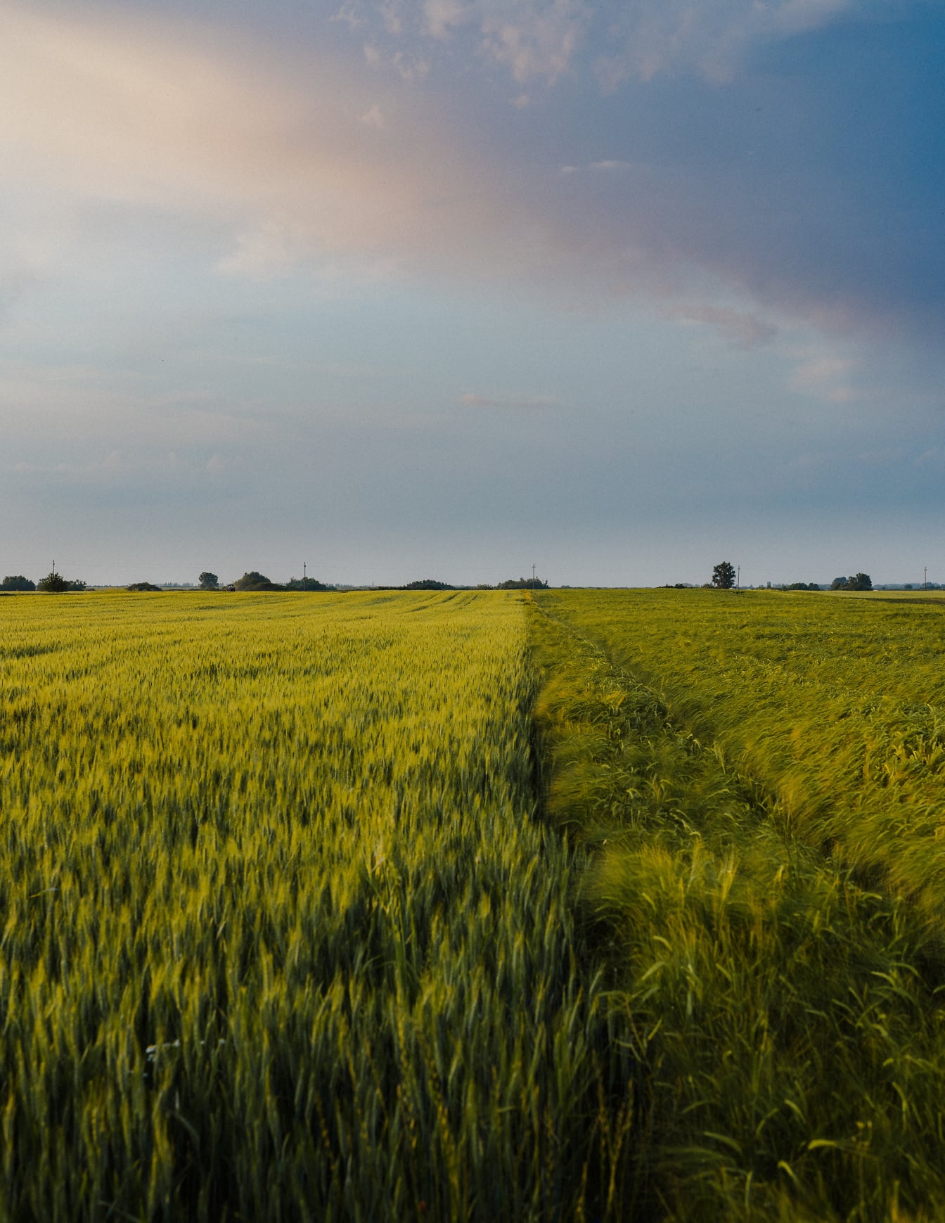 Зелен ечемик и зеленикаво жълто пшенично поле през лятото