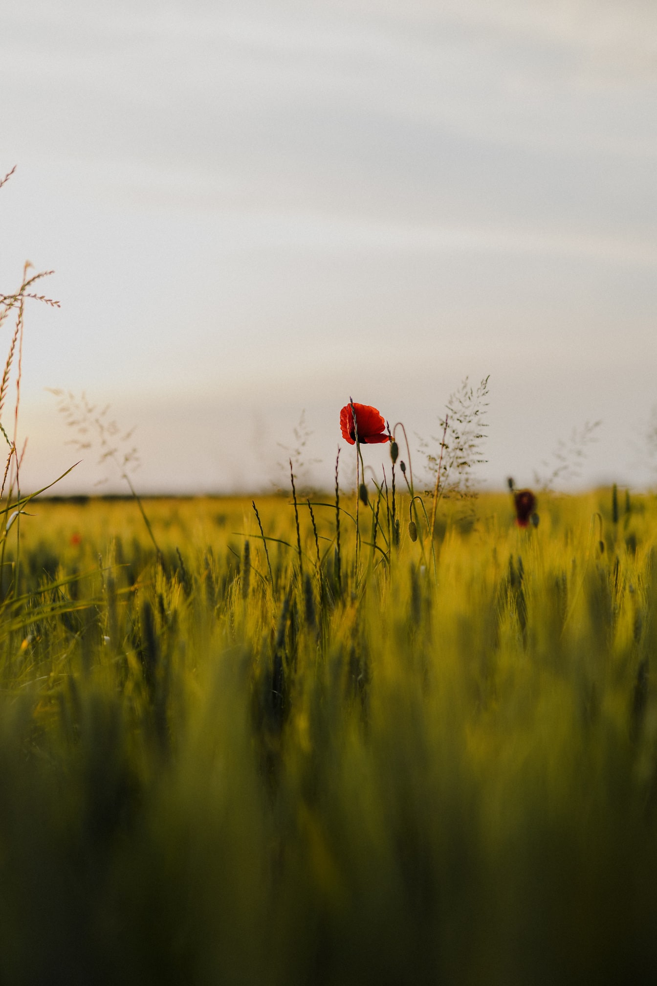 緑黄色の小麦畑に濃い赤のケシの花
