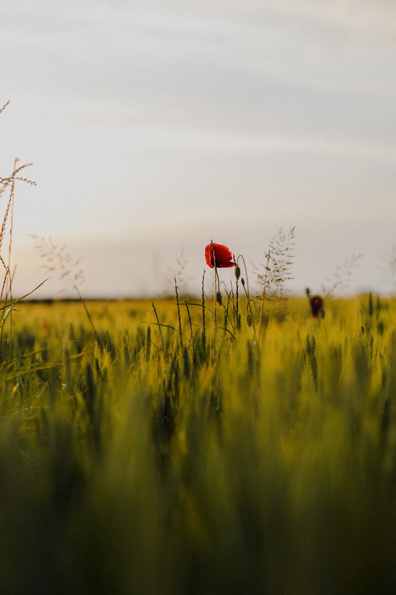 Dark red opium poppy flower in green yellow wheat field