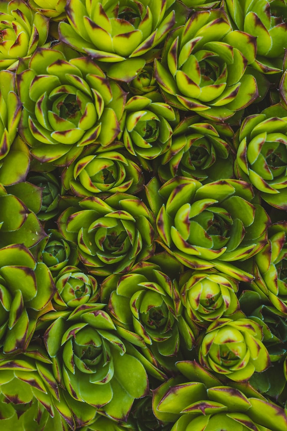 Кімнатна цибуля-порей (Sempervivum tectorum) крупним планом трави з зеленувато-жовтим листям