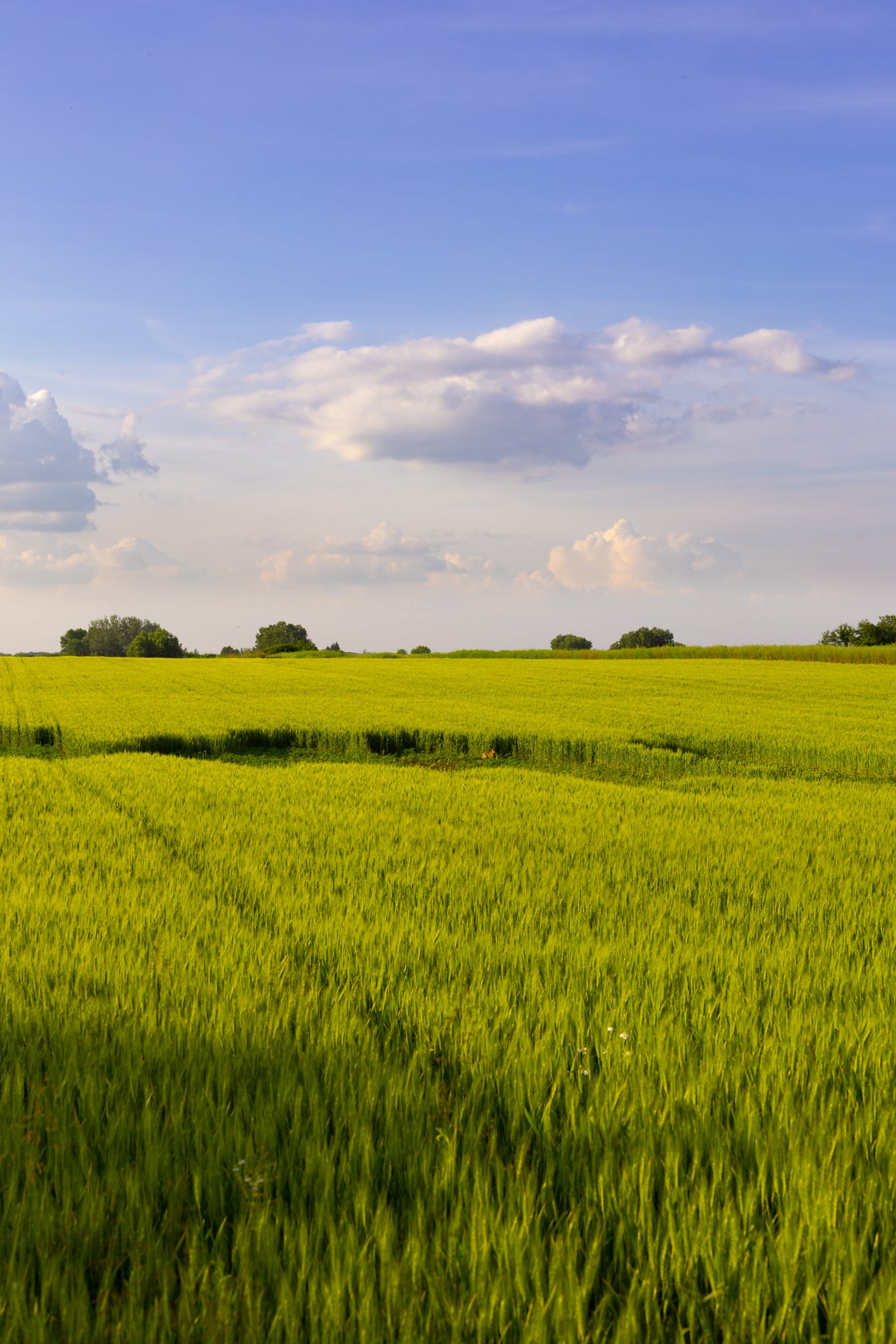 Cánh đồng lúa mì nông nghiệp màu vàng xanh trên sườn đồi