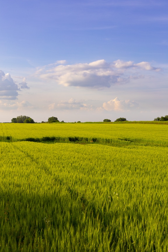 amarillo verdoso, agrícola, campo de trigo, colina, paisaje, prado, rural