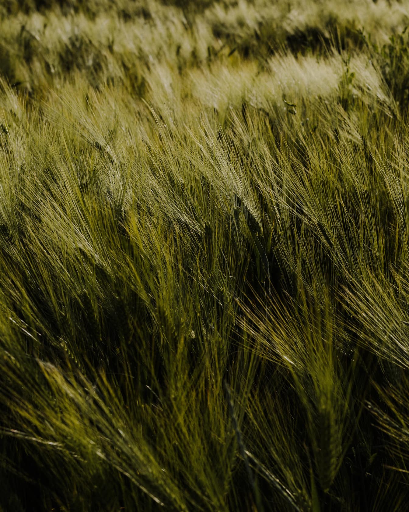 深绿色有机大麦草本在农业领域的应用