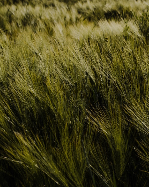 Dark green organic barley herb in agricultural field