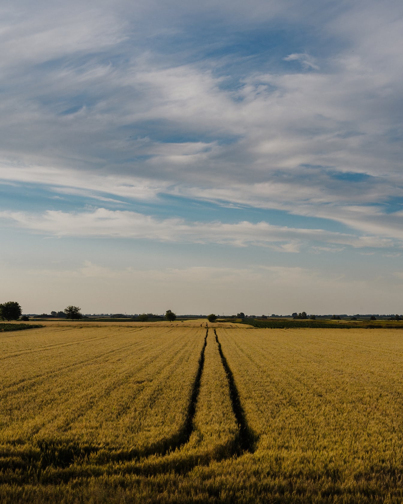 Stopa v nažloutlém pšeničném poli v letní sezóně