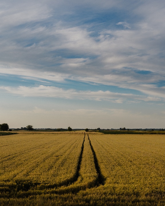 Track in yellowish wheat field in summer season