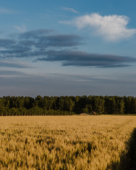 Yellowish brown wheat field in summer season in countryside