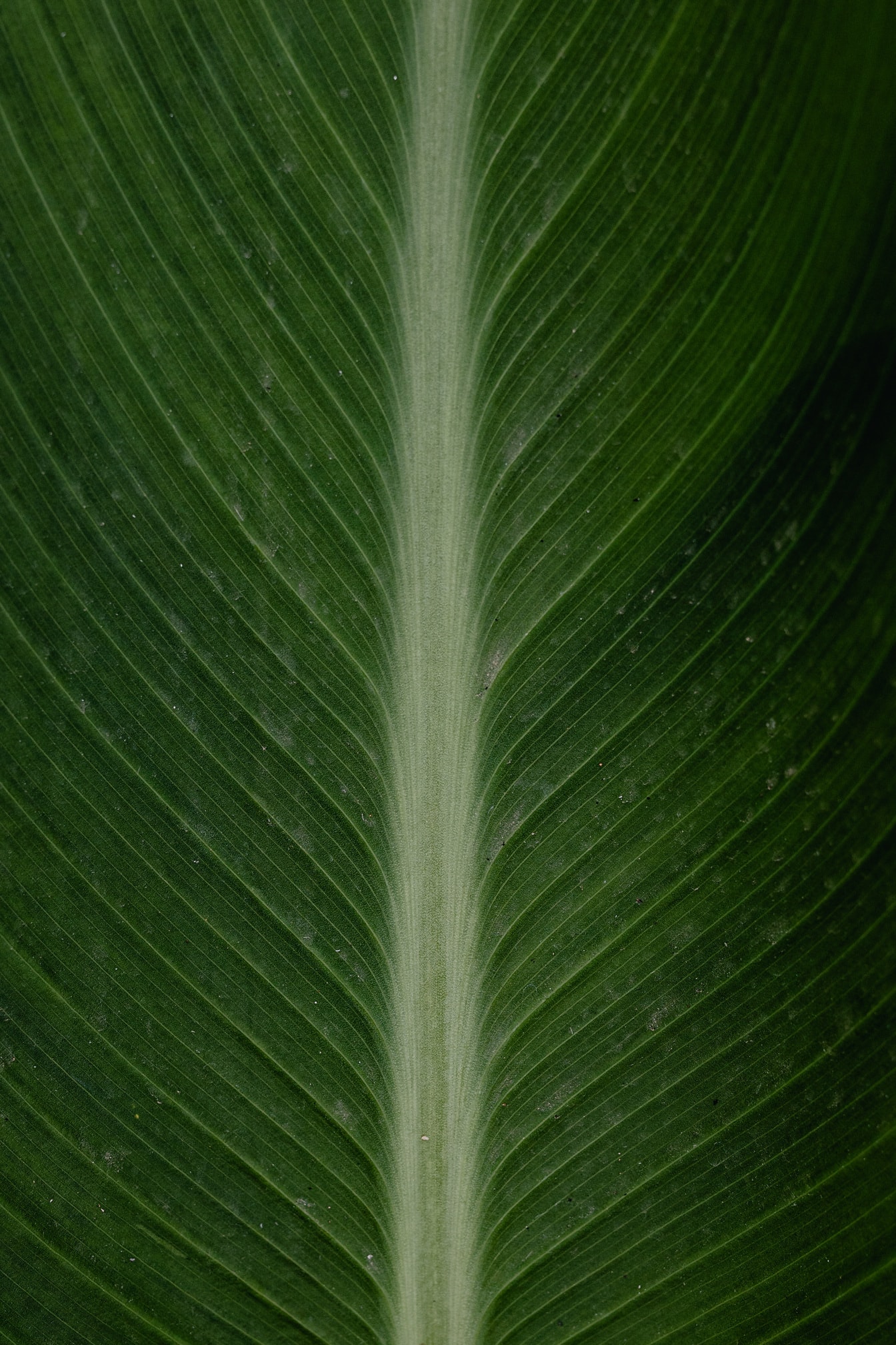 Tampilan close-up daun palem hijau tua yang besar