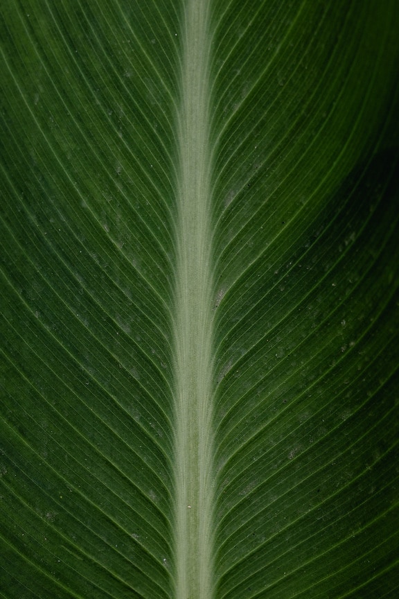 Nahaufnahme eines großen dunkelgrünen Palmblatts