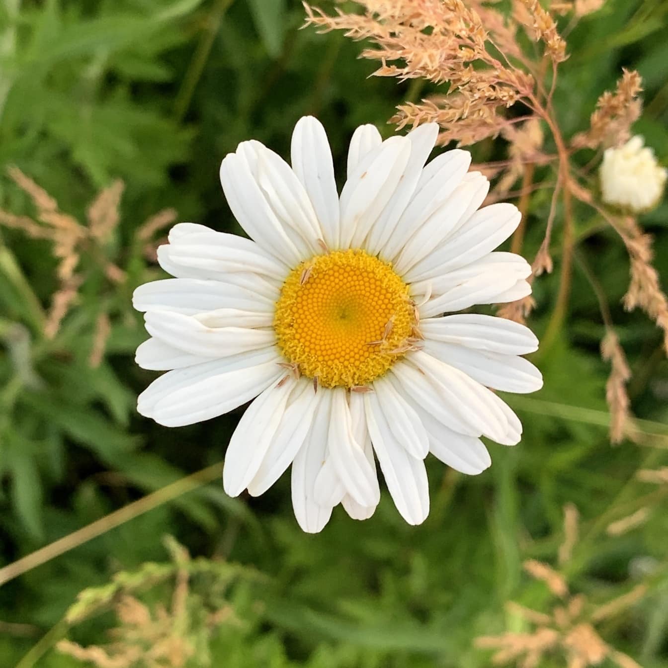 Lähikuva valkoisen päivänkakkaran kukan kukinnasta niityllä
