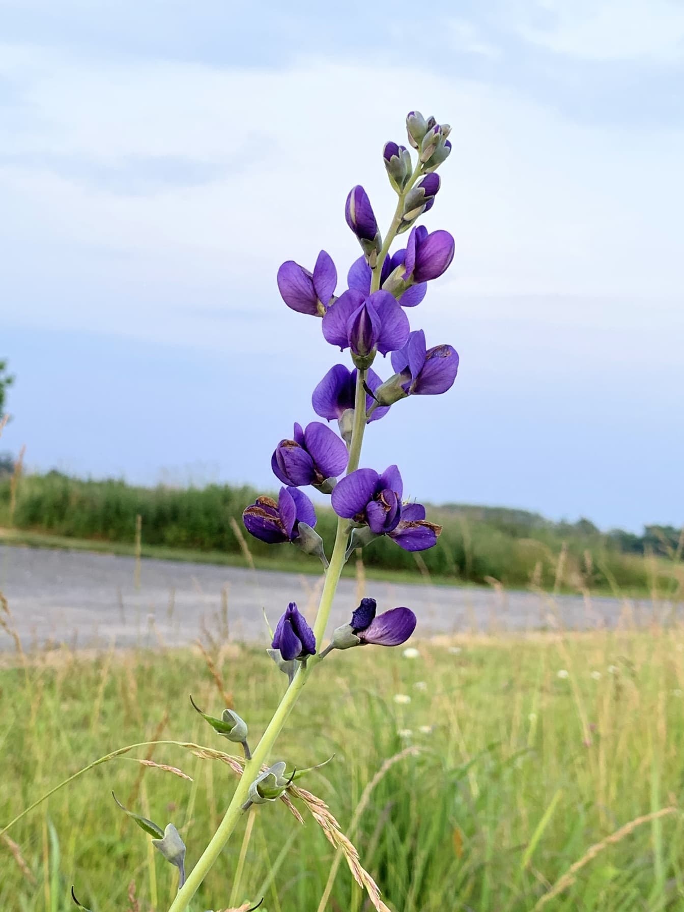 Väärä indigo (Baptisia) violetti luonnonkukka lähikuvassa niityllä