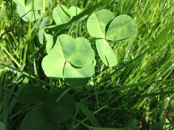 Lucky four leaf clover the symbol of good luck