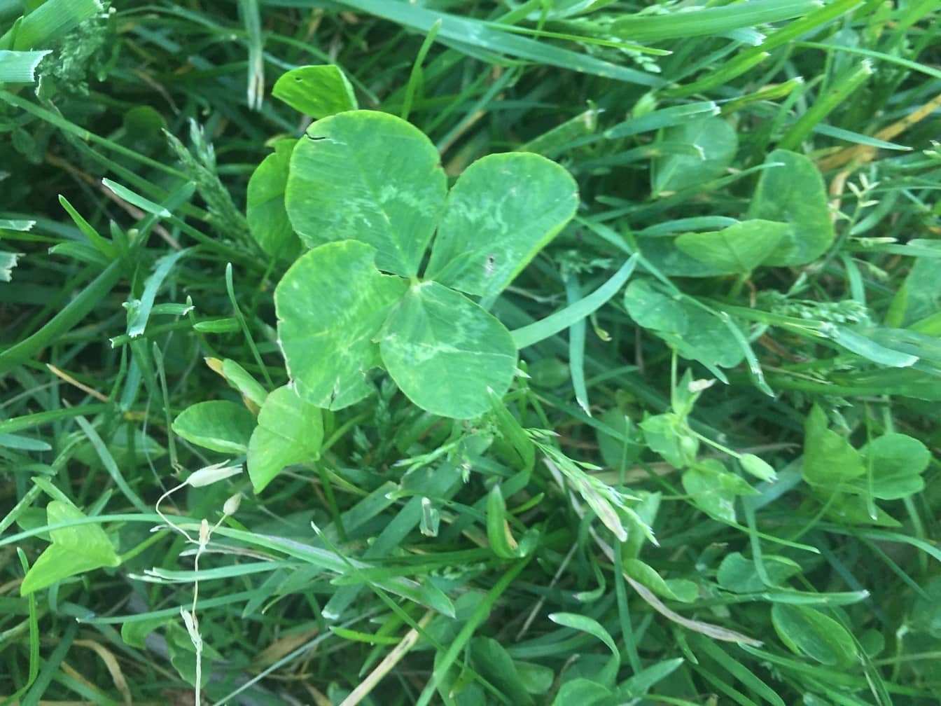 Czterolistna koniczyna znaleziona na trawie lub trawniku