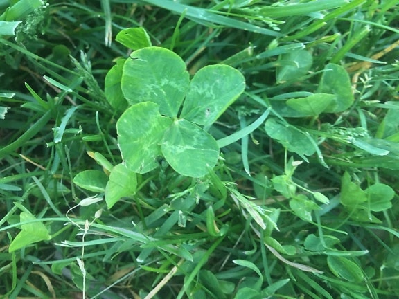 Four leaf clover found on the grass or lawn