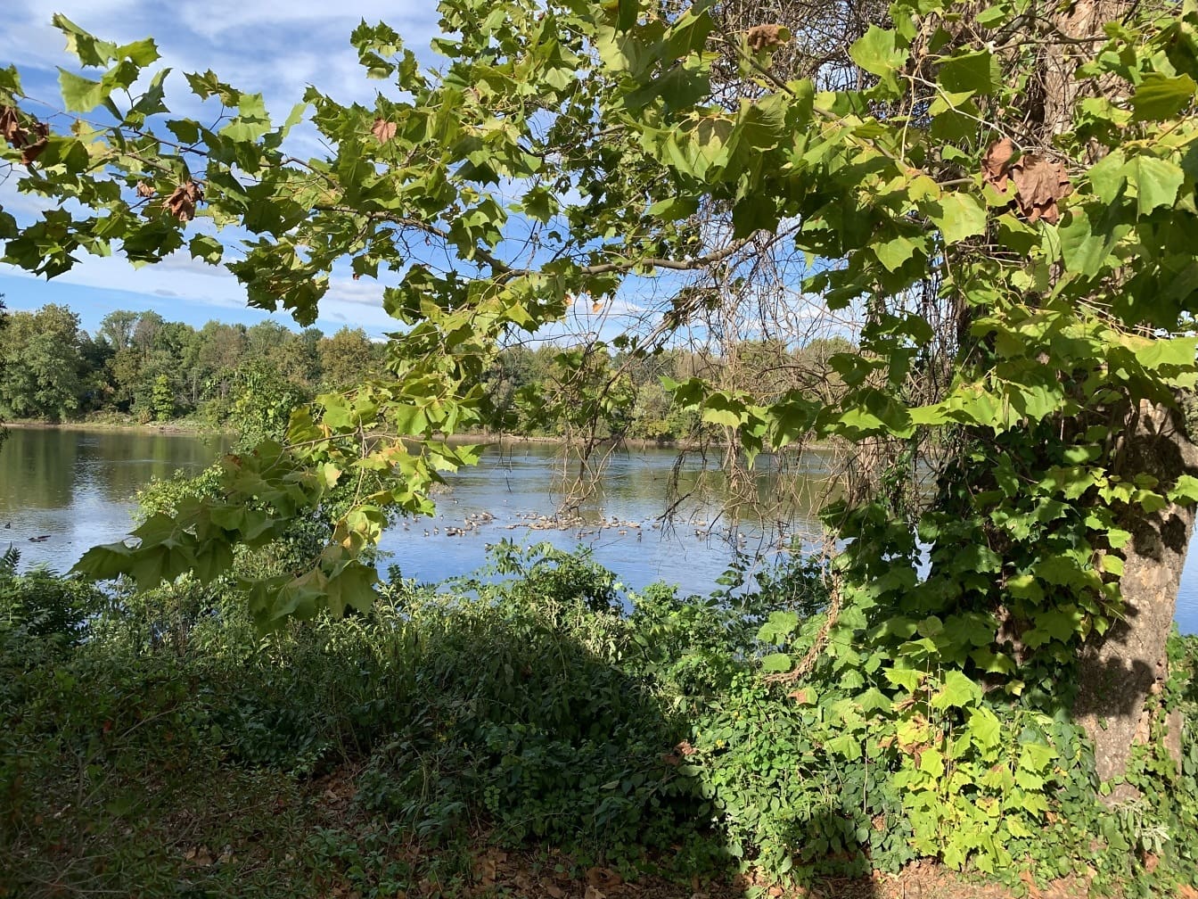 Näkymä Delaware-joelle joen rannalta Langhornessa, Pennsylvaniassa, etualalla oleva puu kehystämässä laukausta