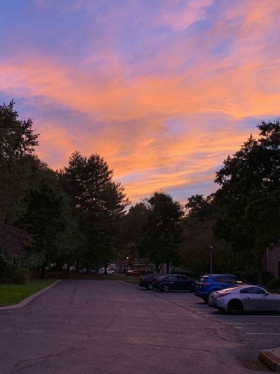 nubes, brillante, rosado, árboles, silueta, área urbana de, porción del estacionamiento