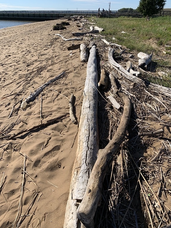 Delaware-i tengerparti uszadékfa és törmelék a New Jersey-i Fort Mott State Parkban