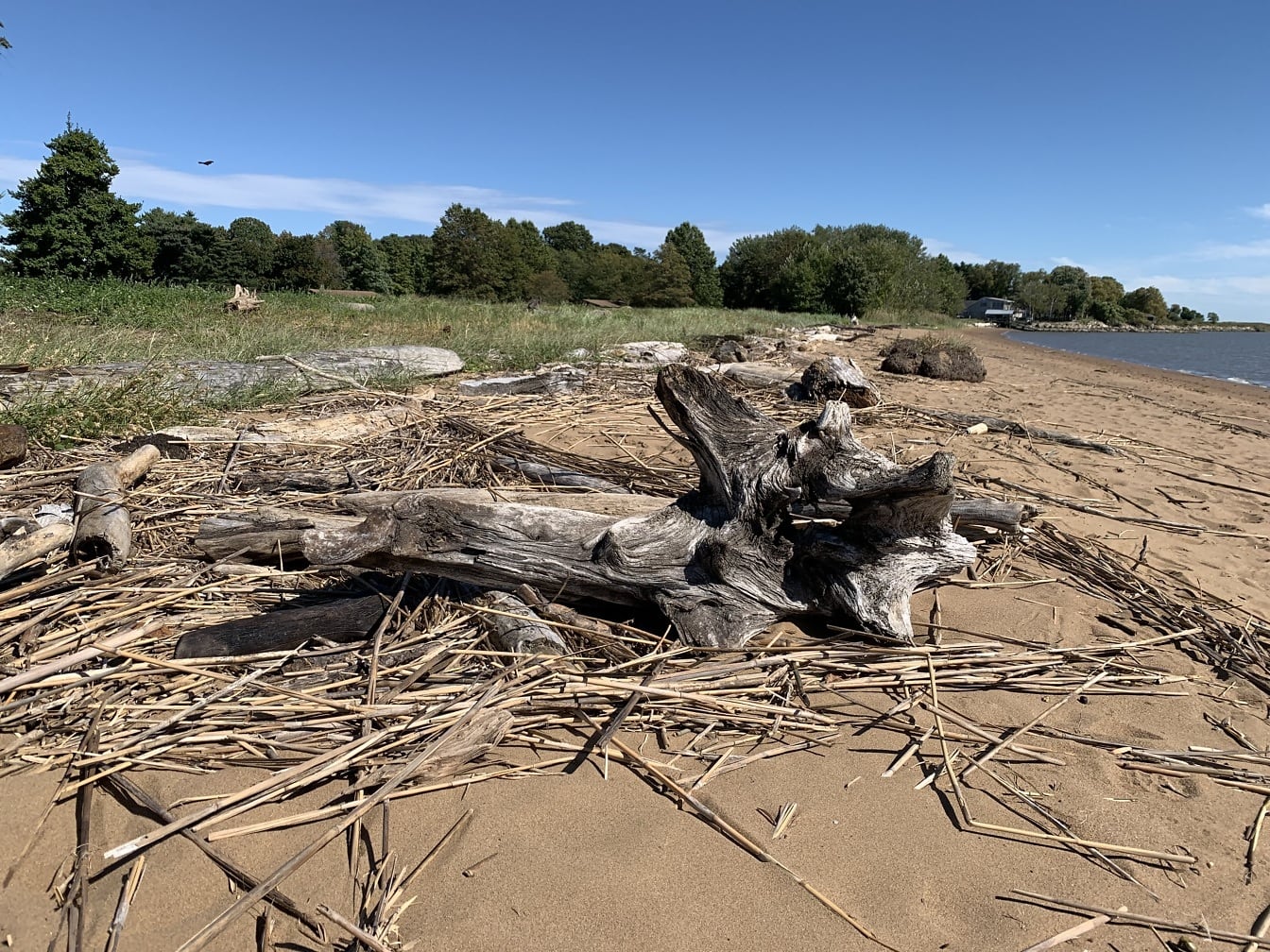 De strandkustlijn van de baai van Delaware met drijfhout op de voorgrond