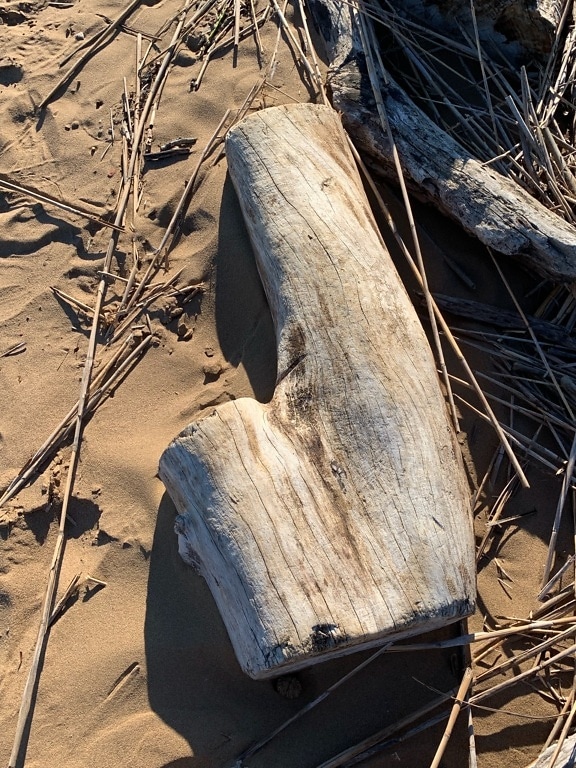 Driftwood on beach Deleware bay New Jersey