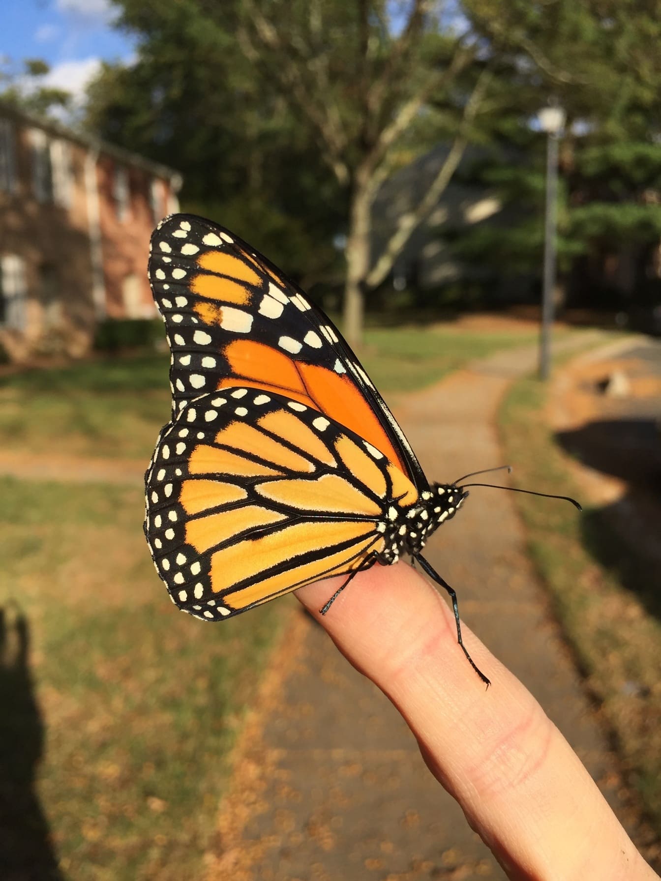 Oranje gele monarchvlinder die op vingerclose-up wordt neergestreken