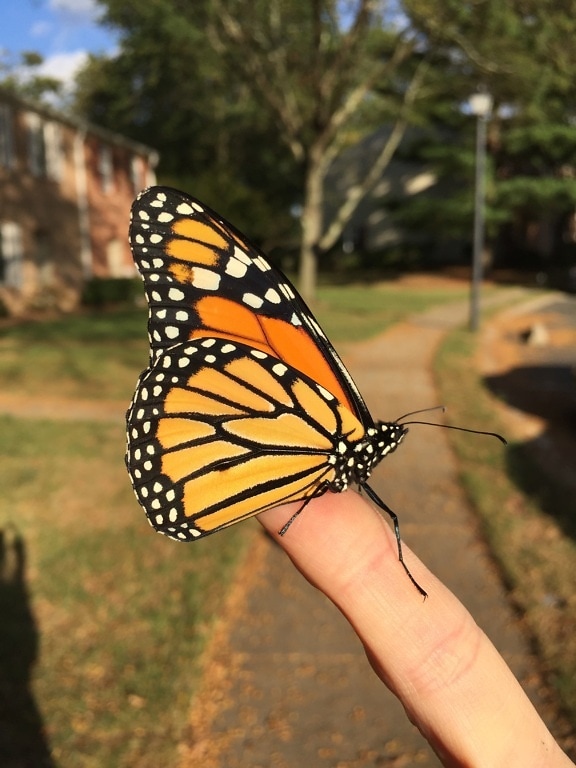 oranžově žlutá, monarcha, motýl, prst, hmyz, křídla, křídlo