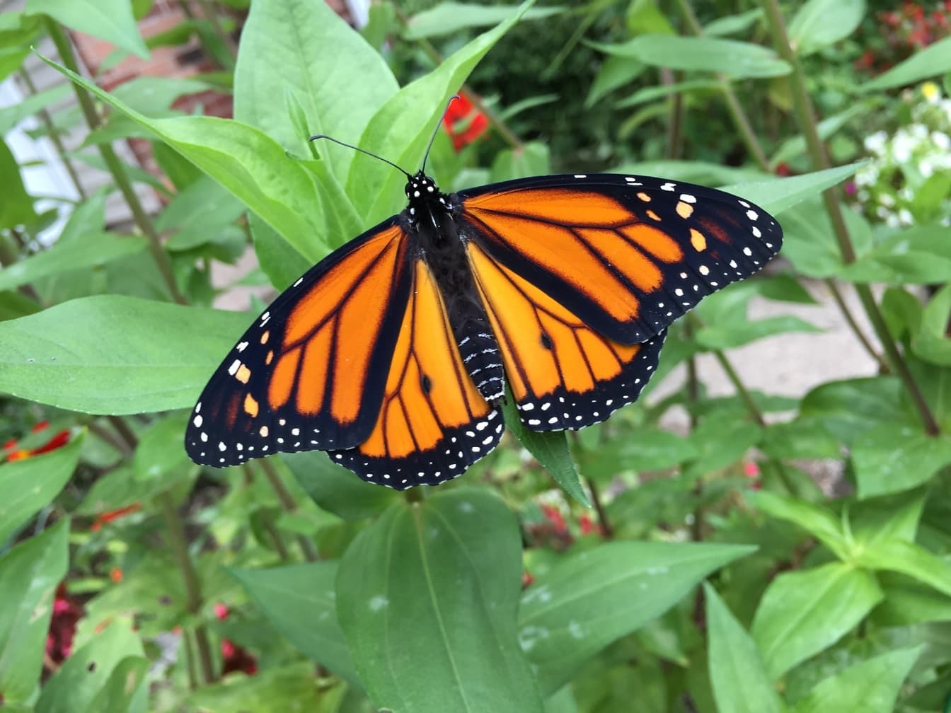 Mužský motýľ monarcha (Danaus plexippus) na zelených listoch v záhrade