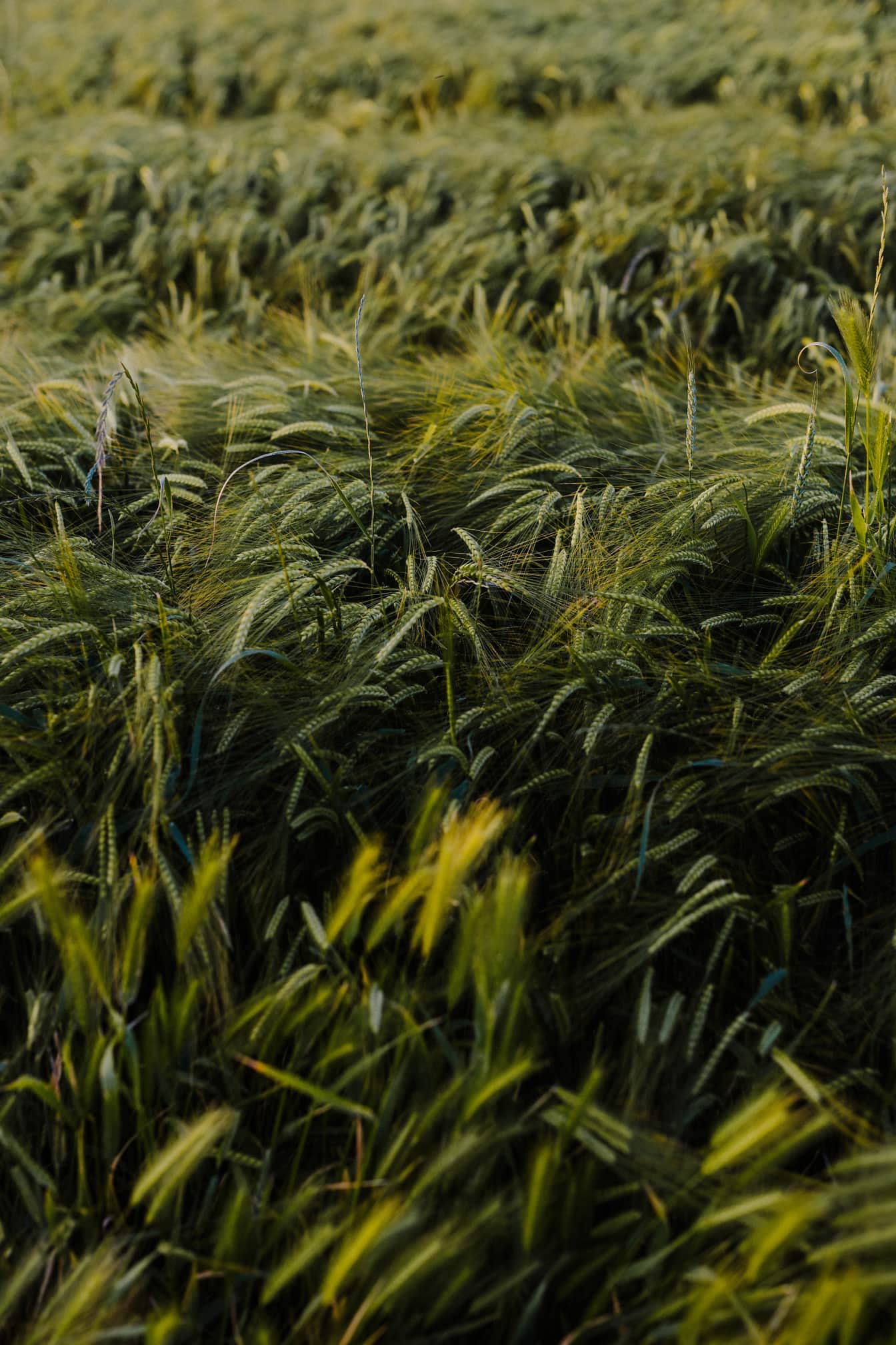 Gandum hijau gelap di ladang gandum di lahan pertanian close-up