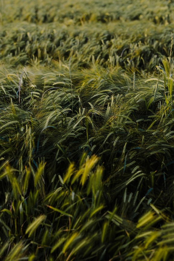 Tmavě zelená pšenice v pšeničném poli na zemědělské půdě zblízka