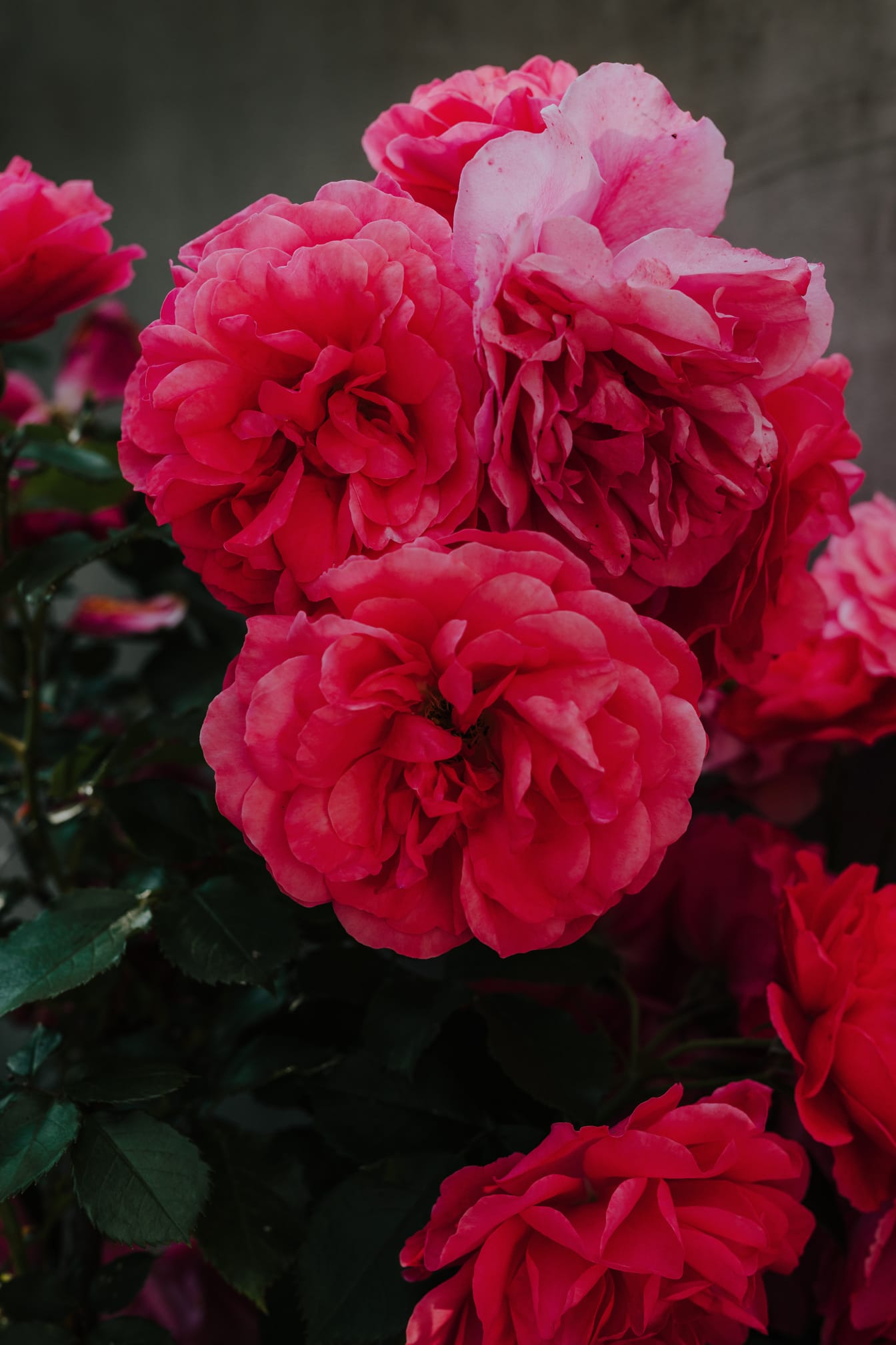 Ciemnoczerwone pastelowe róże kwitnące kwiaty z bliska