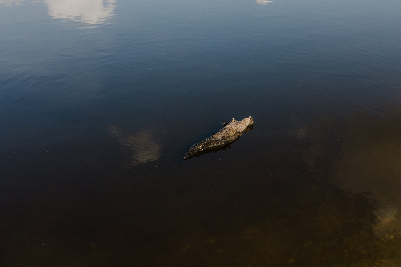 Коряга, плавающая на спокойной поверхности воды