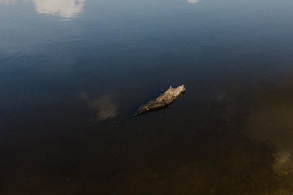 Driftwood floating on calm water level surface