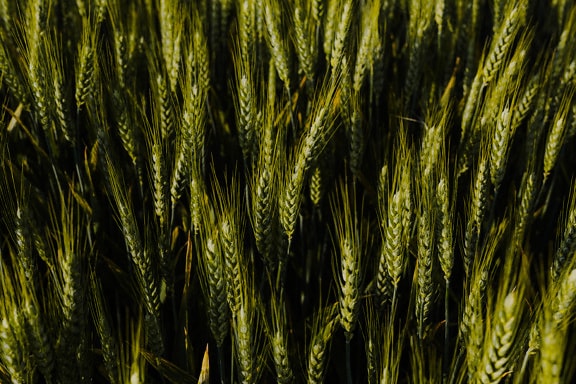 Ramuan gandum organik dengan batang dan biji hijau