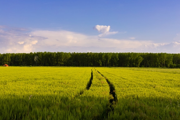 Зеленовато-желтое пшеничное поле сельскохозяйственное ровное поле