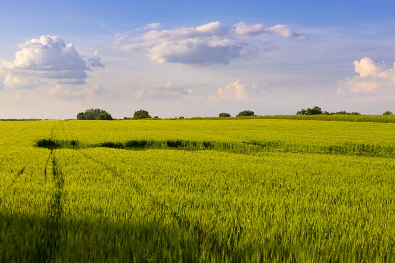 Зеленувато-жовте поле сільськогосподарської пшениці навесні