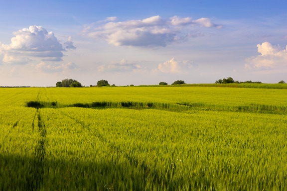Зеленовато-желтое сельскохозяйственное пшеничное поле весной
