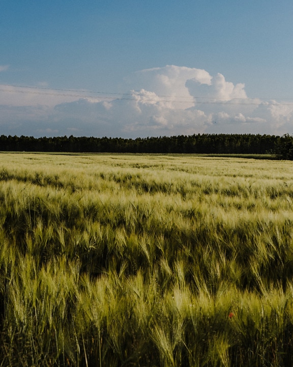 Greenish yellow wheat field on farmland in countryside in summer season