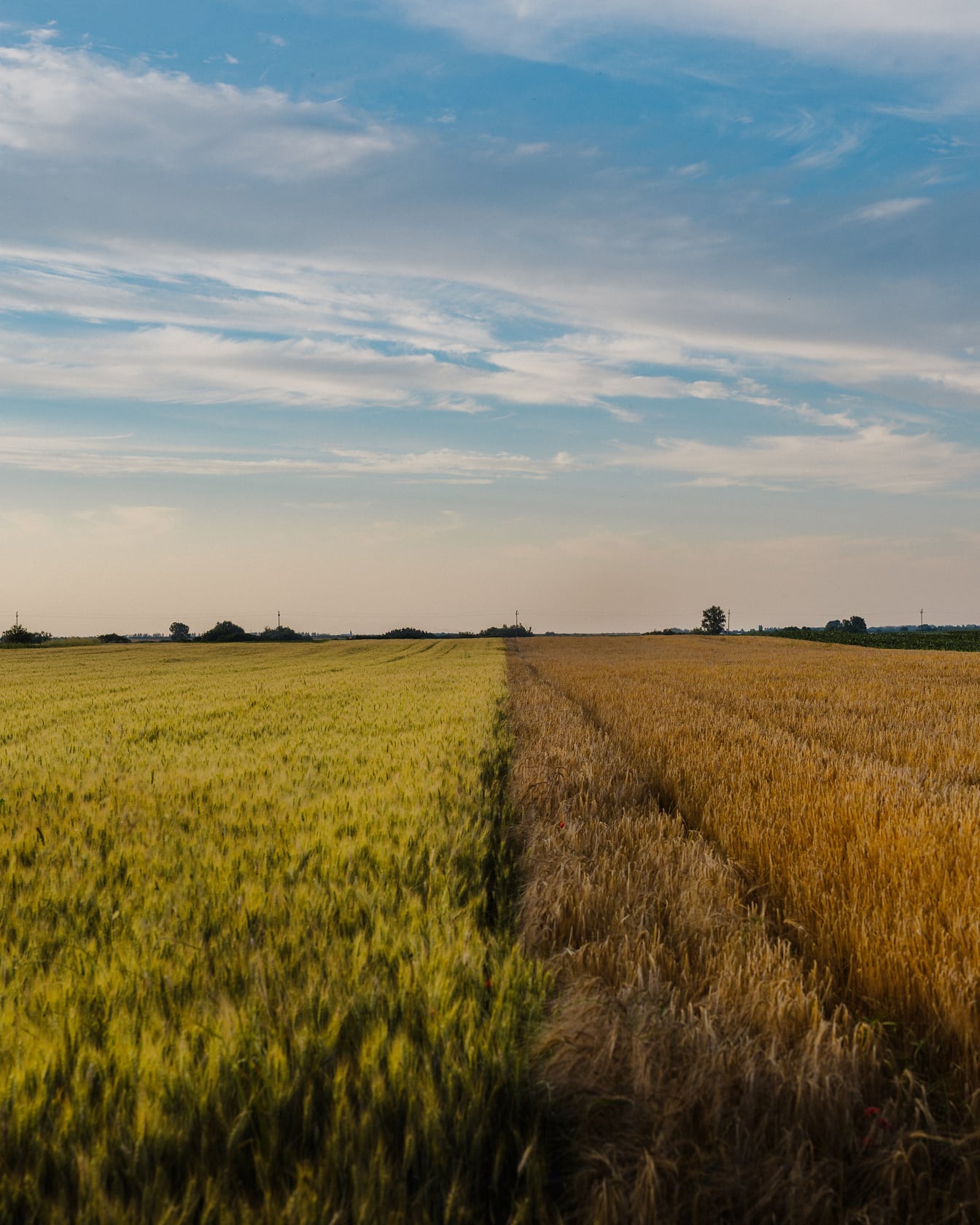 Коричневе пшеничне поле і зеленувато-жовтий ячмінь на рівному полі