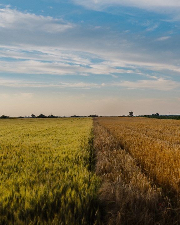Коричневое пшеничное поле и зеленовато-желтый ячмень на ровном поле