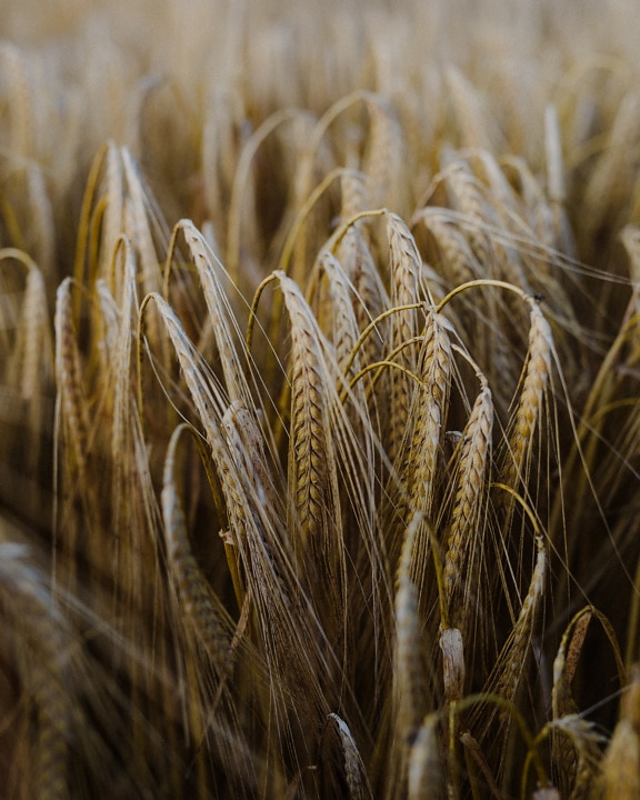 Gros plan sur les graines de blé biologique sèches brun clair