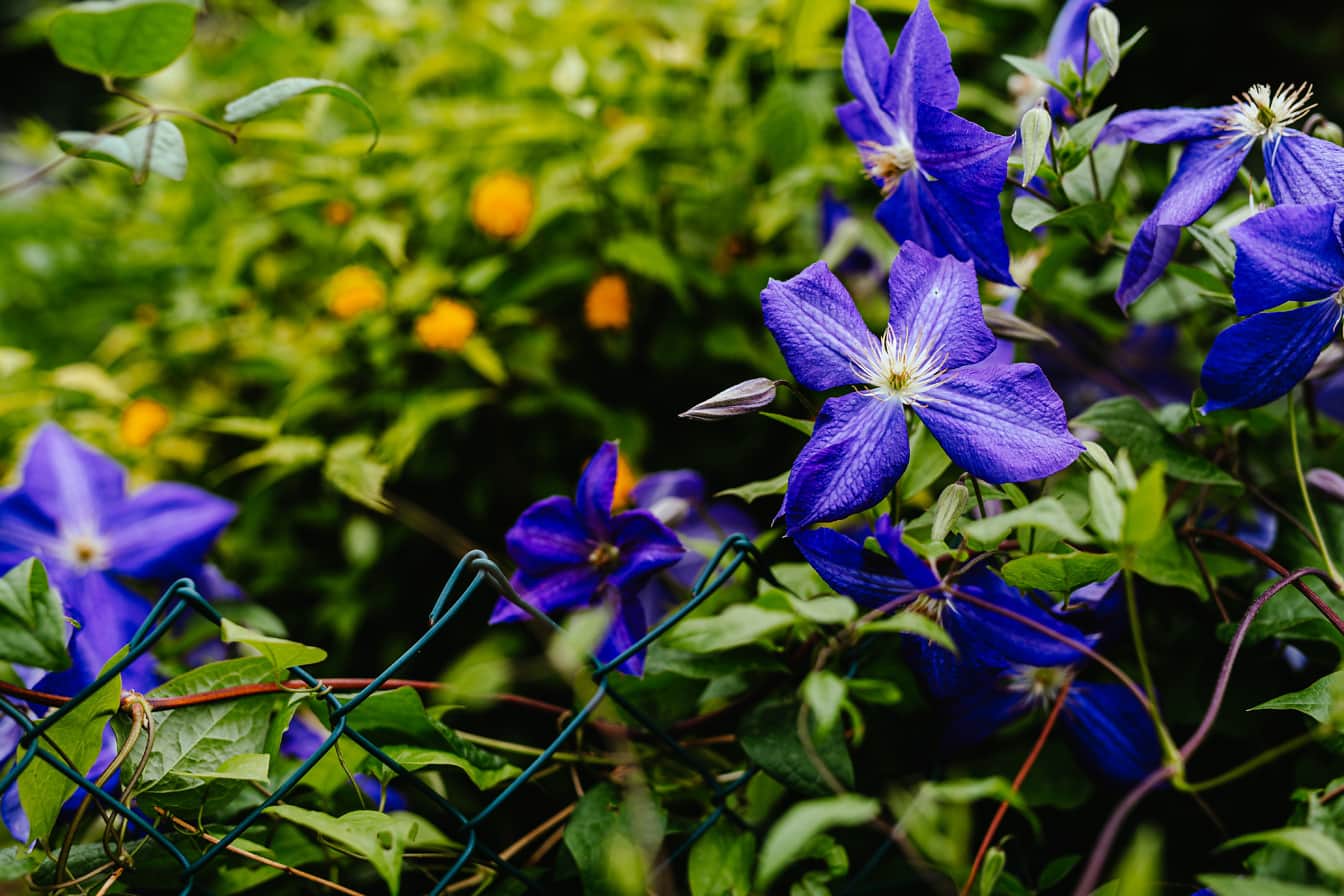 Flores de clematis arroxeadas azuis escuras na cerca de arame