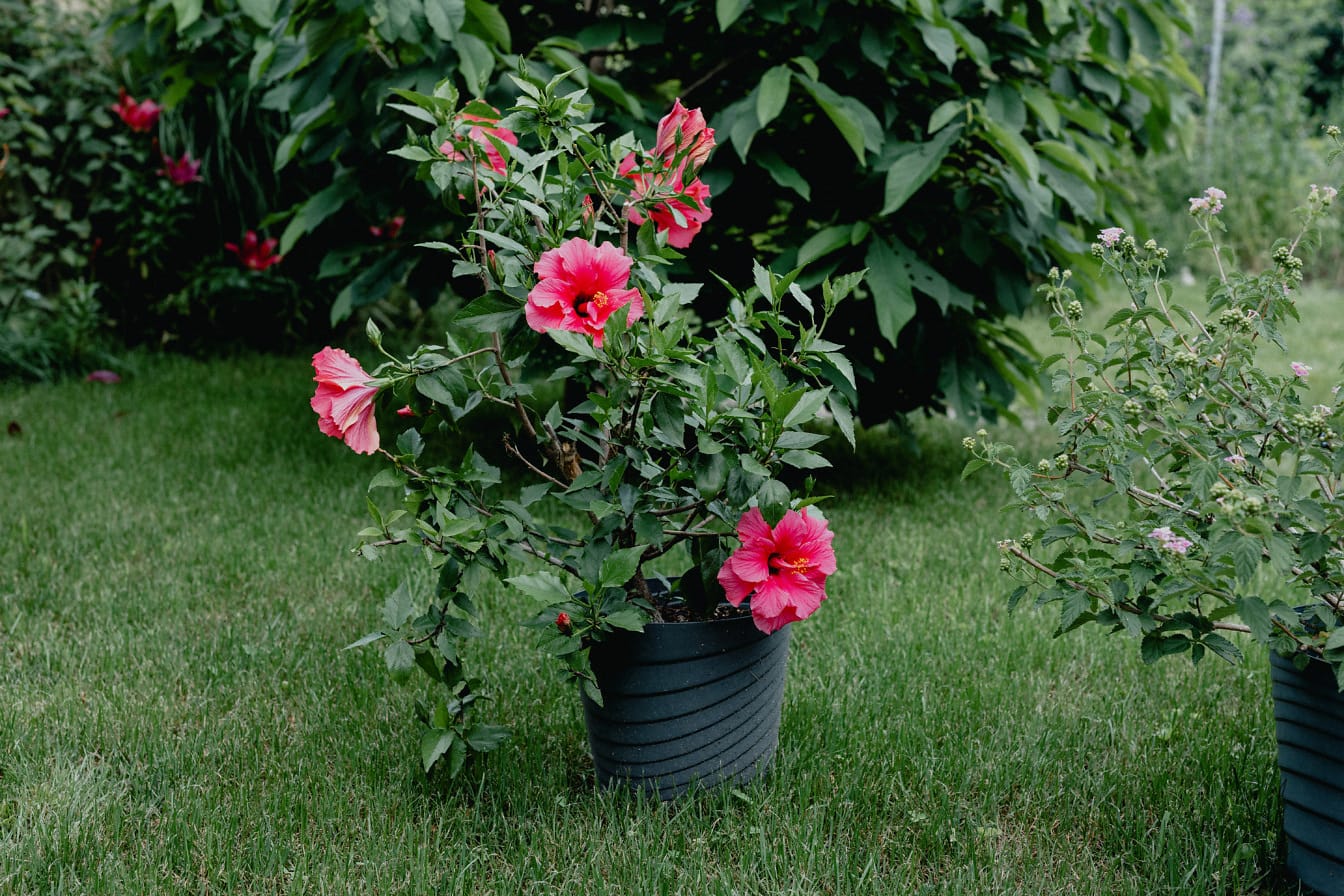 庭の植木鉢に真っ赤な花を咲かせるハイビスカス