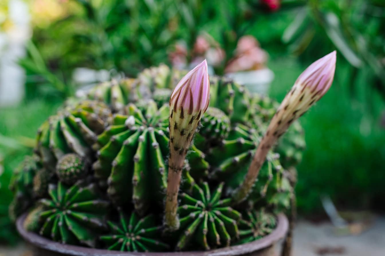 Narůžovělé poupě kaktusu v květináči zblízka