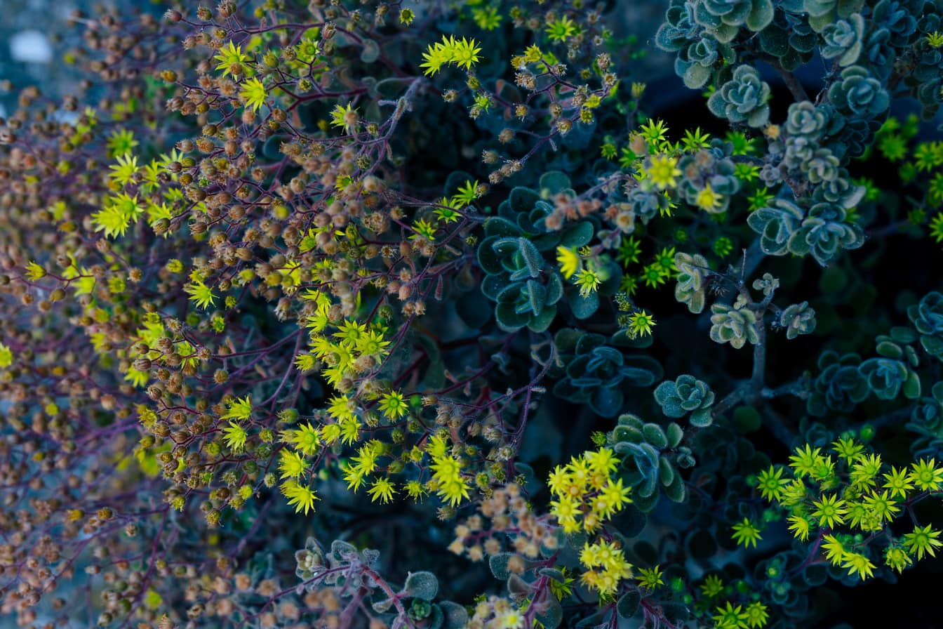 Foglie giallo verdastre di erba in giardino botanico primo piano