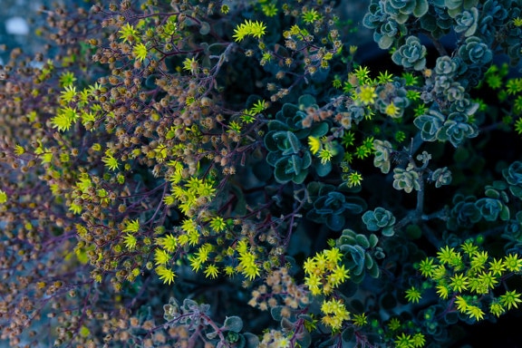 Greenish yellow leaves of herb in botanic garden close-up
